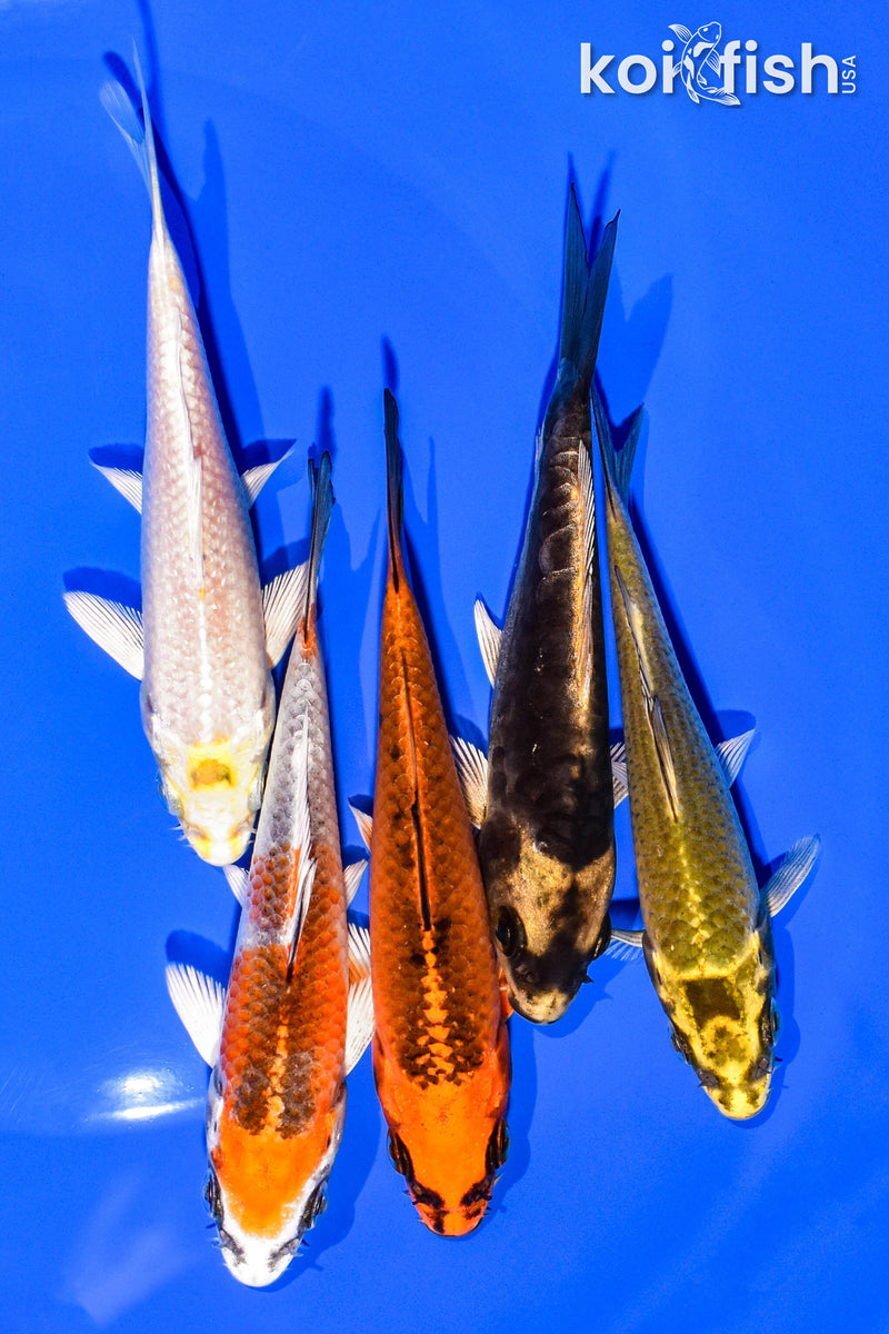 PACK OF (5) 4-5" STANDARD KOI