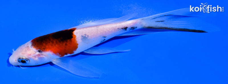 5.5" GOROMO BUTTERFLY