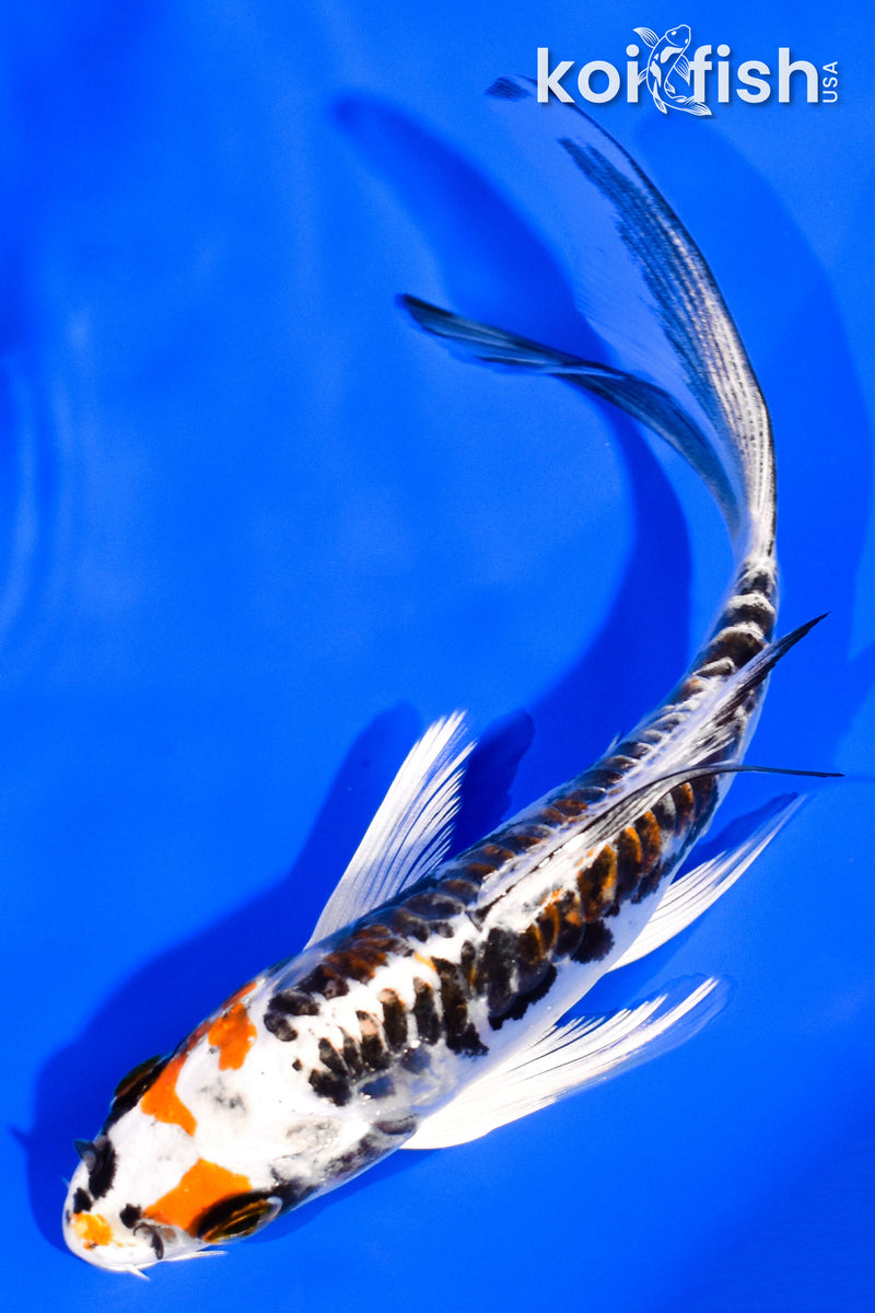 5" BENI KIKOKURYU BUTTERFLY