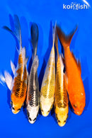 PACK OF (5) 5-6" BUTTERFLY KOI