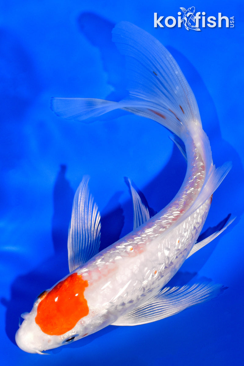 6.5" GINRIN HARIWAKE BUTTERFLY