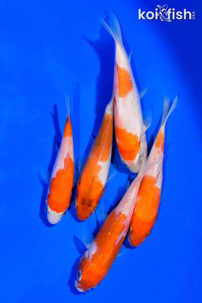 PACK OF (5) 3"- 4" STANDARD KOI