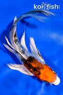 5.5" GINRIN YAMATO NISHIKI BUTTERFLY