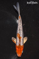 5" GINRIN OCHIBA SHIGURE