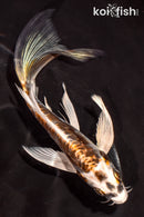 6" ARAGOKE KIN KIKOKURYU BUTTERFLY