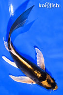 5.5" KABUTO BUTTERFLY