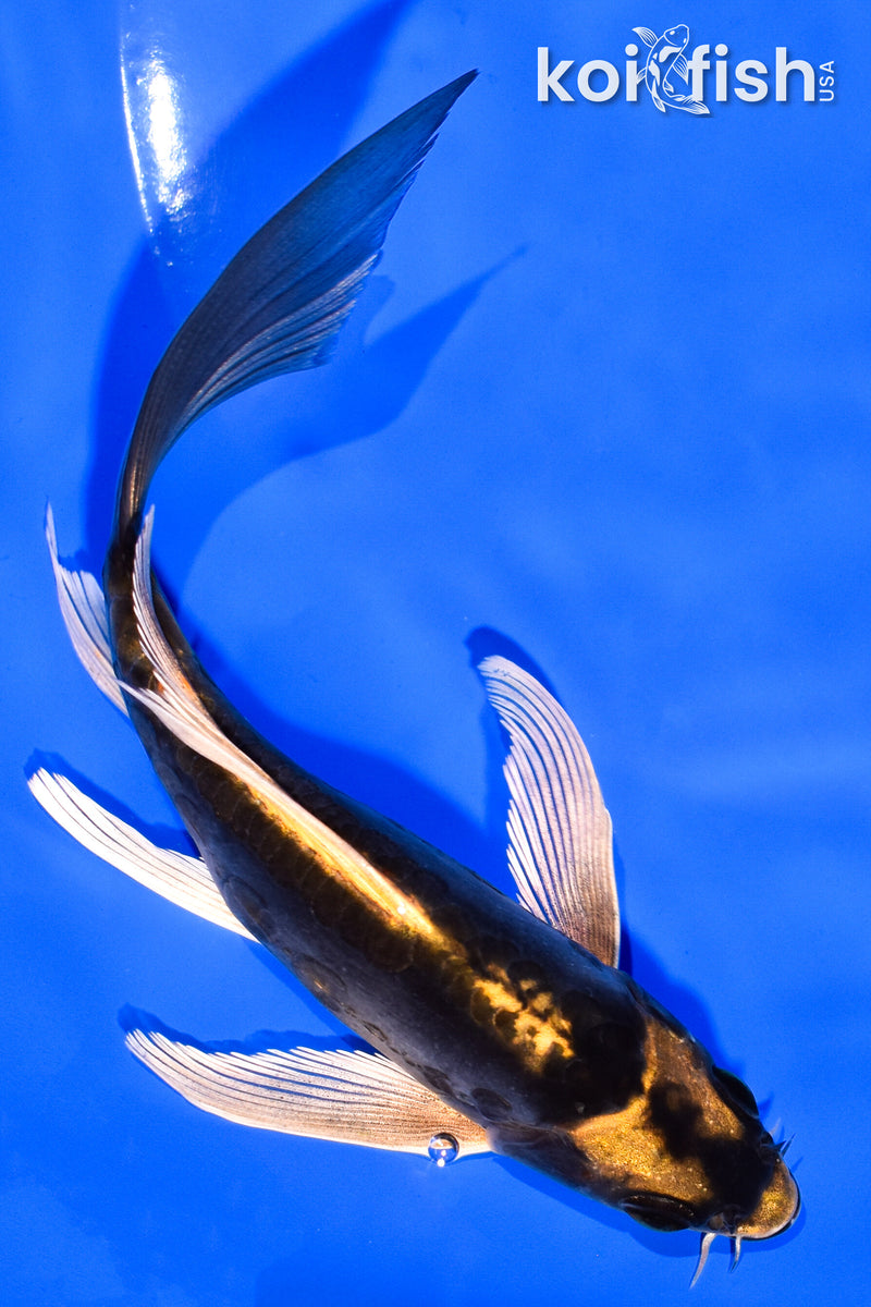 5.5" KABUTO BUTTERFLY