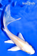 5.25" HARIWAKE BUTTERFLY