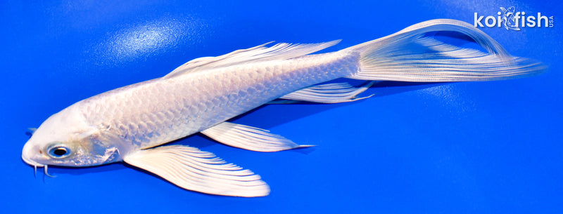 7.5" PLATINUM OGON BUTTERFLY
