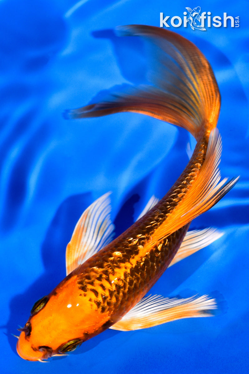 5.75" GINRIN ORENJI MATSUBA BUTTERFLY