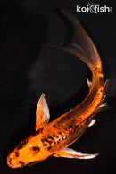 6.75" BENI KIKOKURYU BUTTERFLY