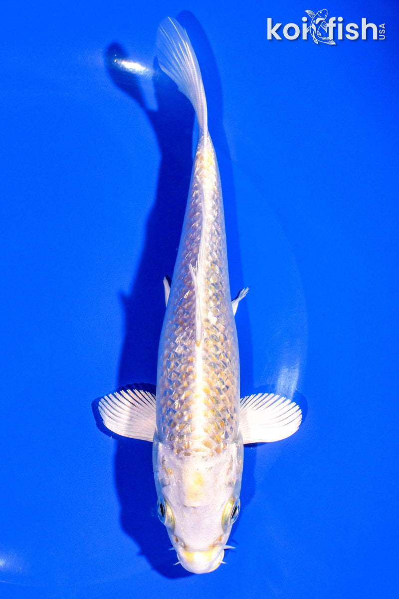 6.5" GINRIN HARIWAKE