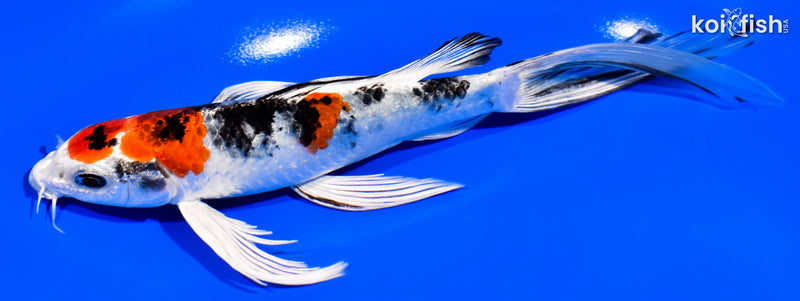 7" YAMATO NISHIKI BUTTERFLY