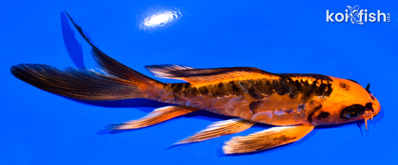 5.5" DOITSU ORENJI MATSUBA BUTTERFLY