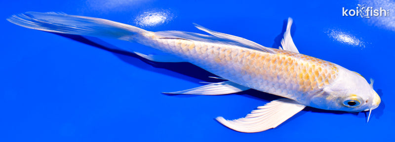 7.5" LEMON HARIWAKE BUTTERFY