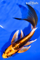 6" BENI KIKOKURYU BUTTERFLY