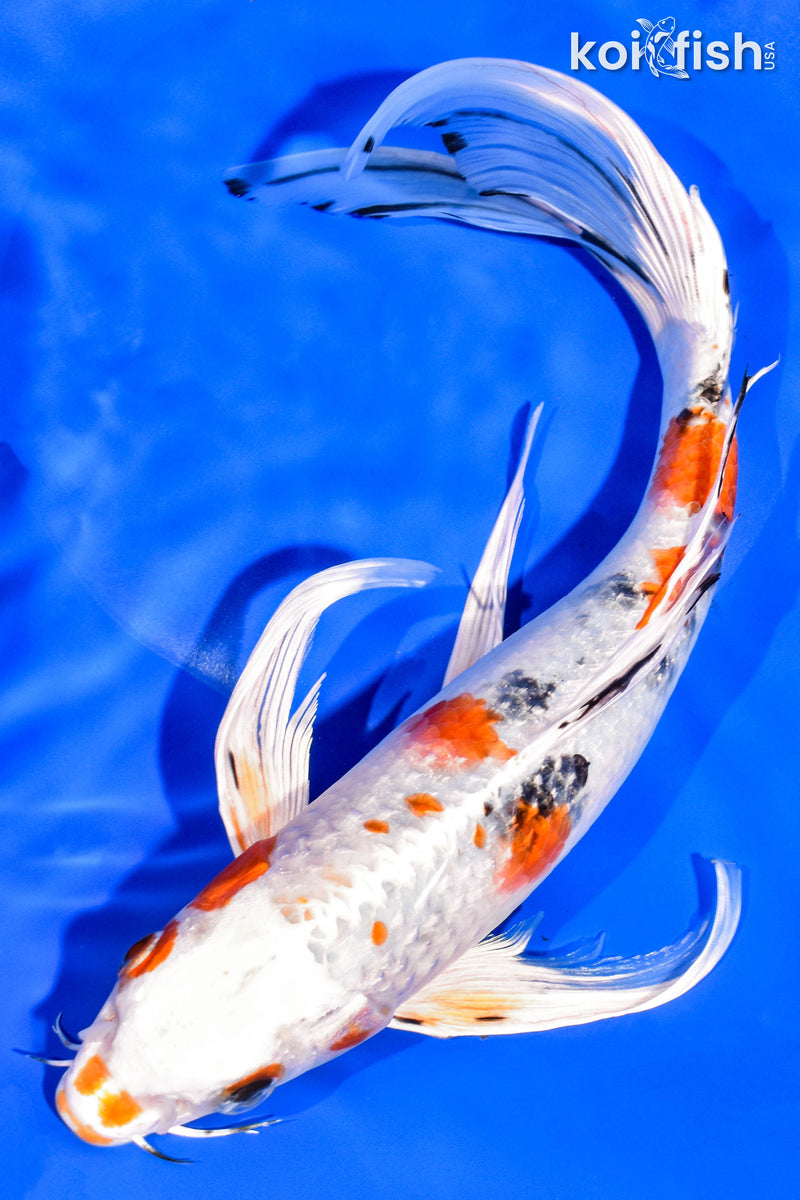 11.75" YAMATO NISHIKI BUTTERFLY