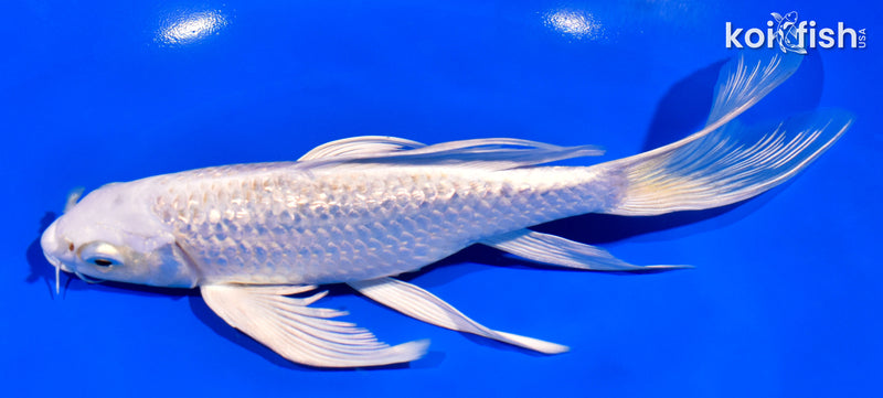 7.5" GINRIN PLATINUM OGON BUTTERFLY
