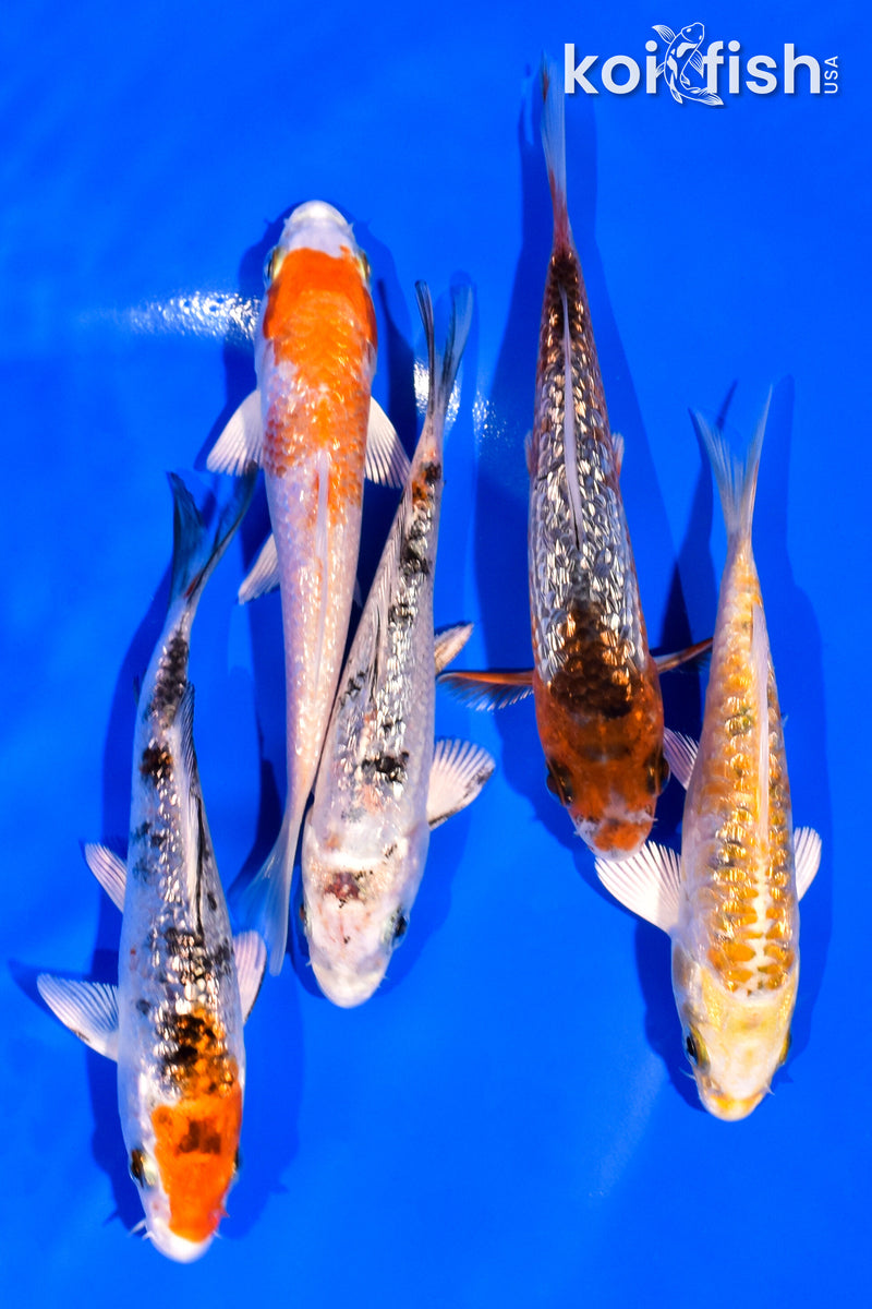 PACK OF (5) 3-4" MIXED GINRIN STANDARD KOI
