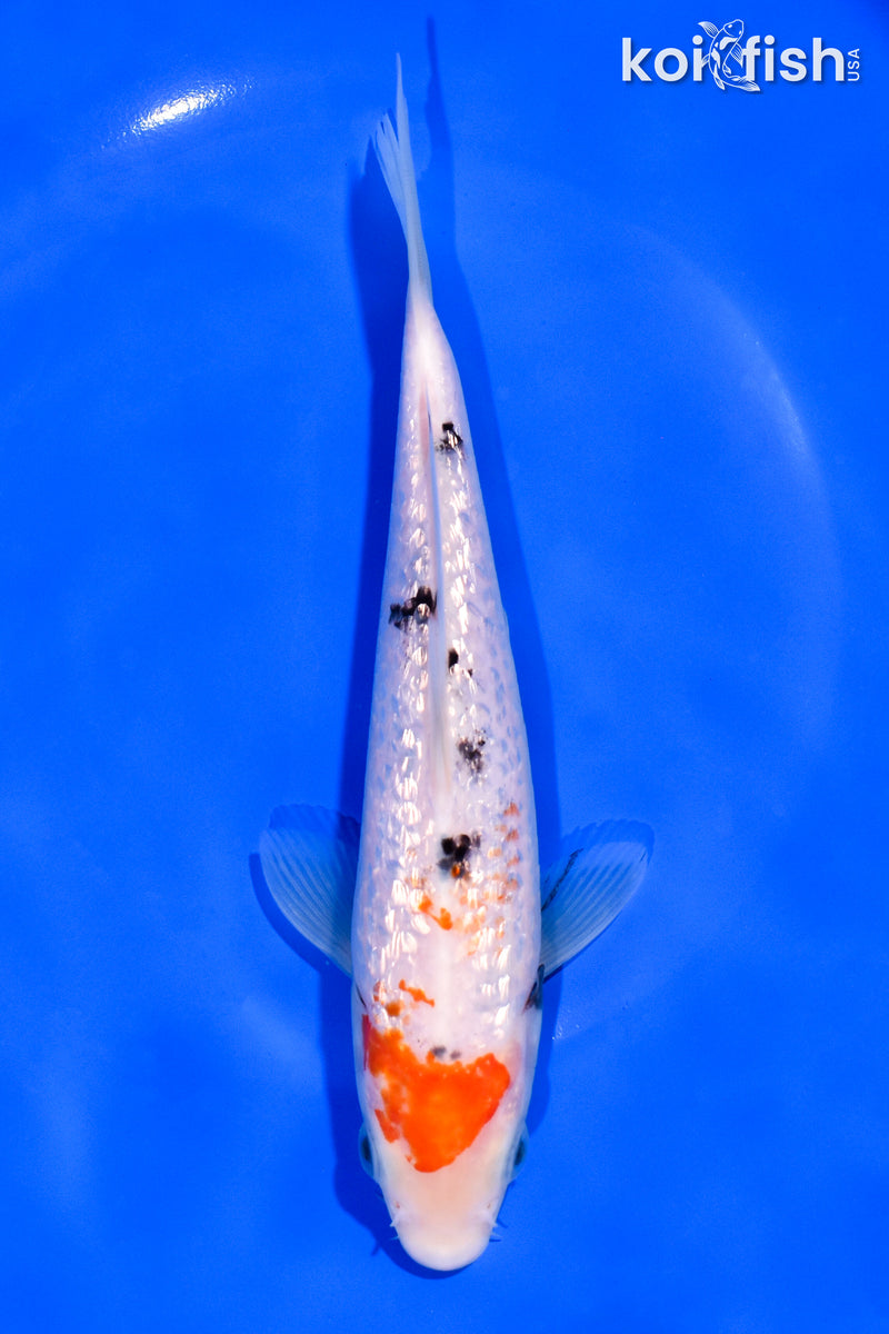 7.25" GINRIN SANKE