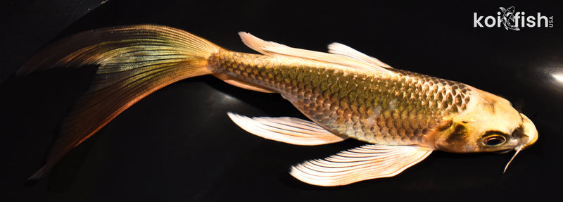 7.5" KI MATSUBA BUTTERFLY