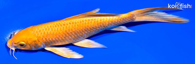 7" ORENJI OGON BUTTERFLY