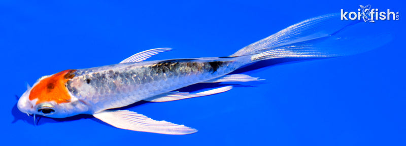 4.75" YAMATO NISHIKI BUTTERFLY