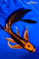 8" ORENJI MATSUBA BUTTERFLY