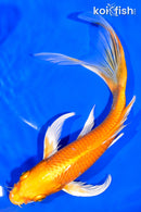 8" ORENJI OGON BUTTERFLY