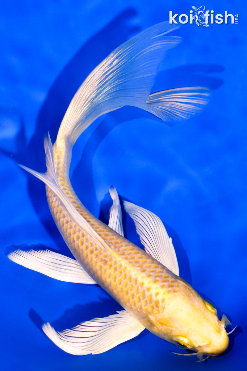 6.75" YAMABUKI OGON BUTTERFLY