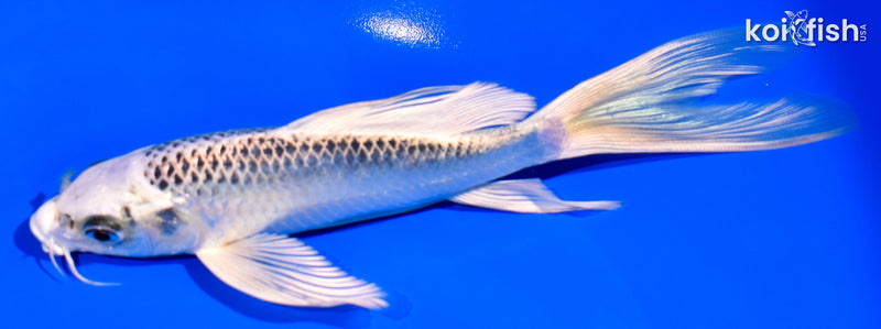 6.75" GIN MATSUBA BUTTERFLY