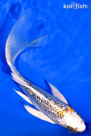 7.25" GINRIN KUJAKU BUTTERFLY