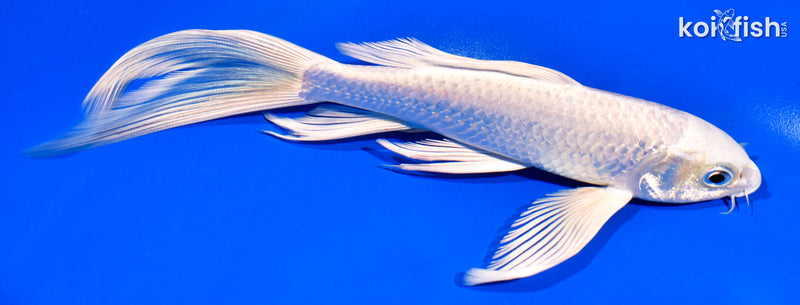 7.5" PLATINUM OGON BUTTERFLY