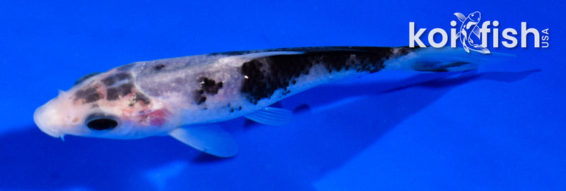 4" MATSUKAWABAKE