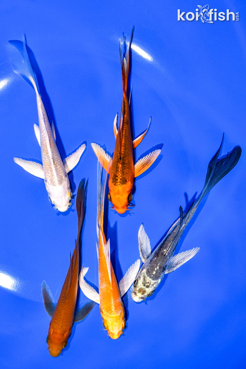 PACK OF (5) 4-5" BUTTERFLY KOI