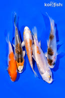 PACK OF (5) 3"- 4" STANDARD KOI