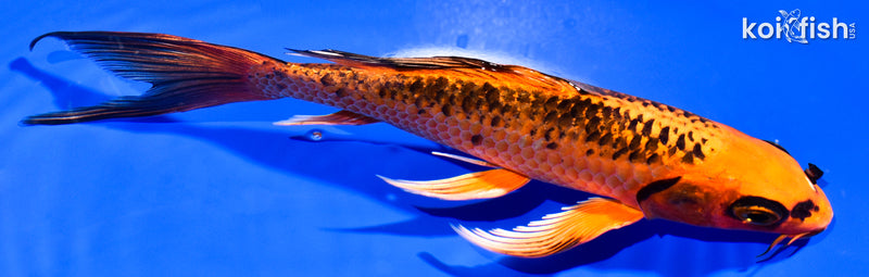 6.75" ORENJI MATSUBA BUTTERFLY