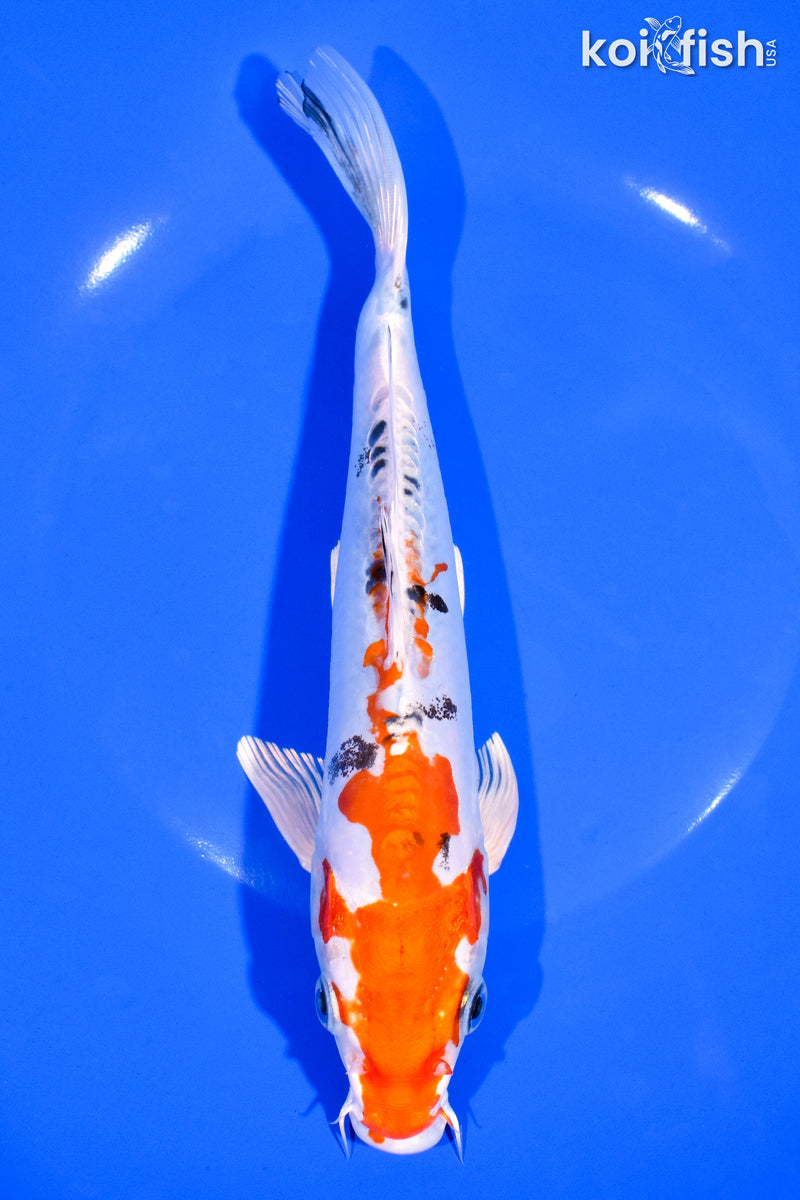 8.5" HEISEI NISHIKI