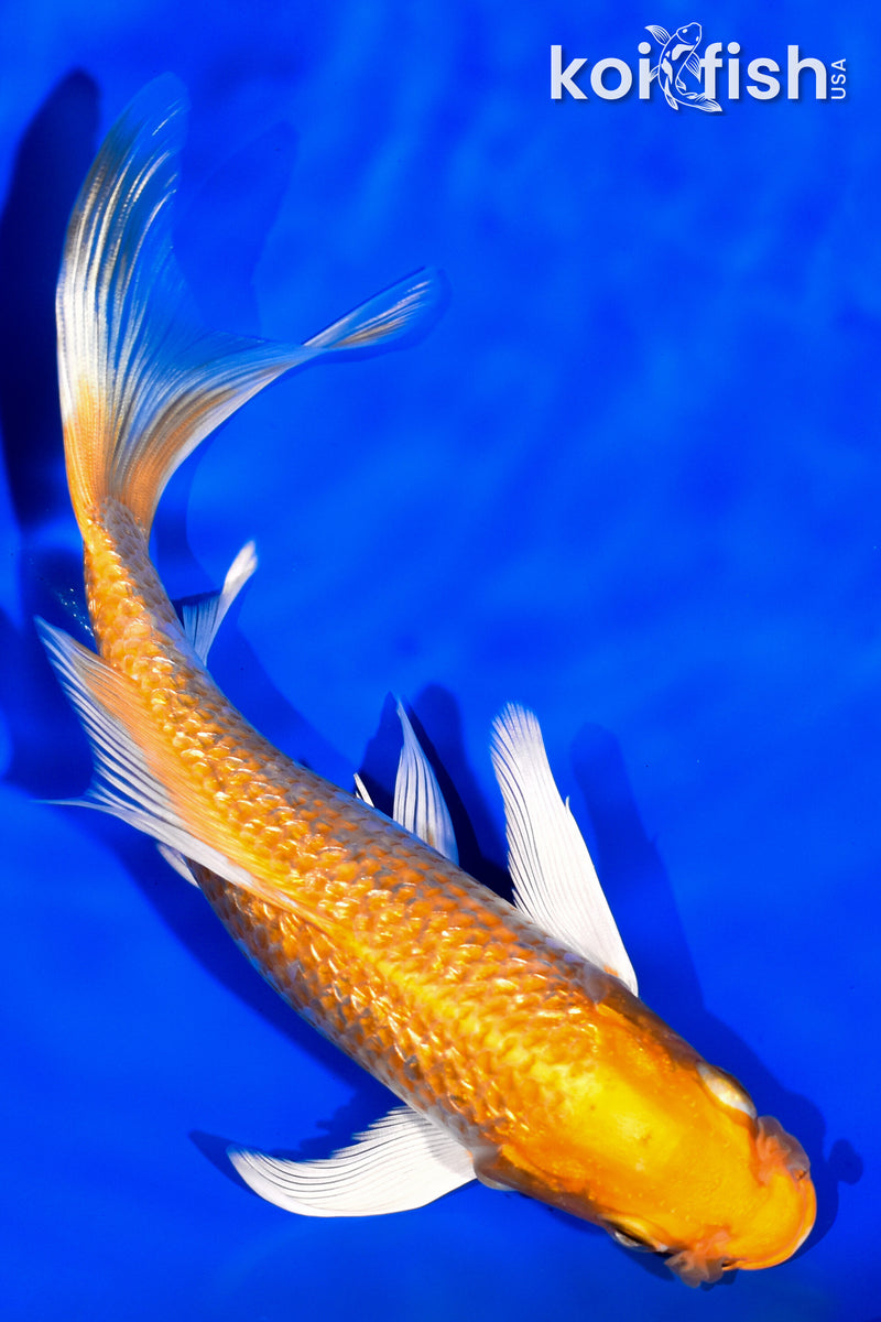 7.25" GINRIN HARIWAKE BUTTERFLY
