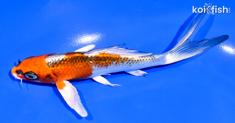 6" GINRIN KUJAKU BUTTERFLY