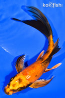 7" KIN HI UTSURI BUTTERFLY