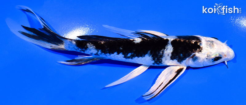 5.25" GIN SHIRO BEKKO BUTTERFLY