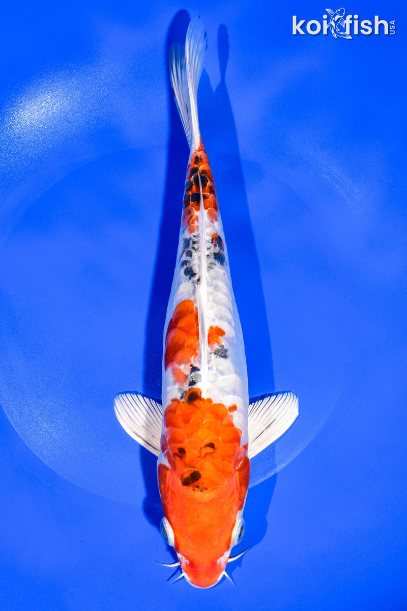 9.75" HEISEI NISHIKI