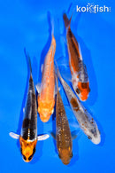 PACK OF (5) 3-4" STANDARD KOI