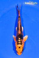 5.25" BENI KIKOKURYU