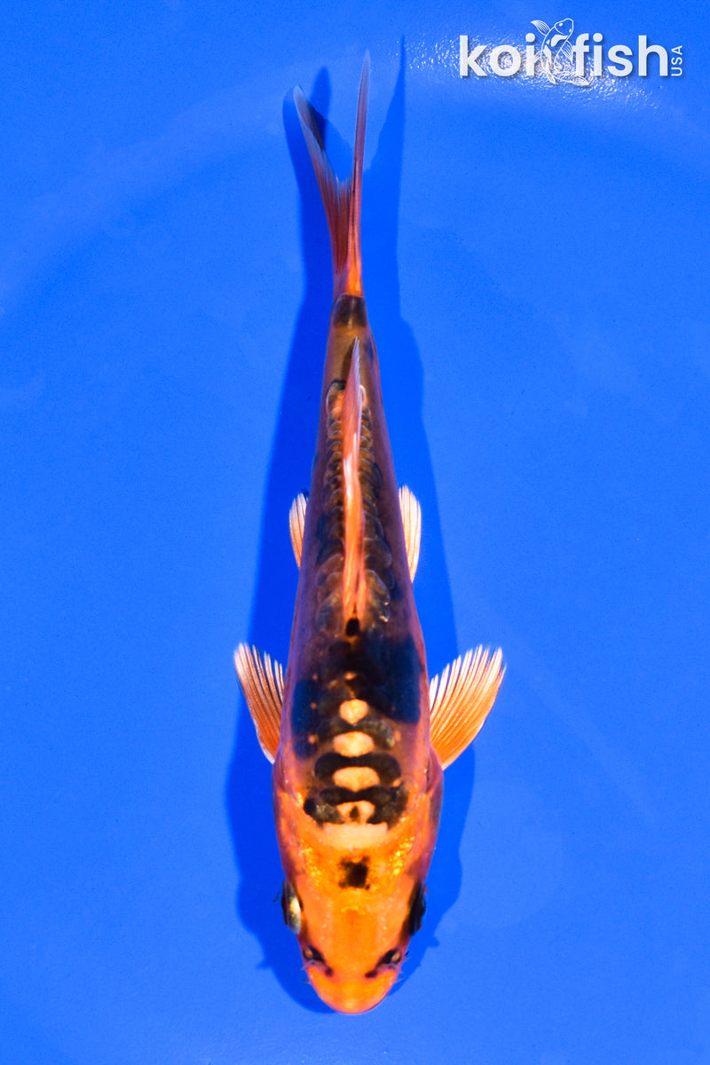 5.25" BENI KIKOKURYU