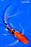 8.5" SANKE BUTTERFLY