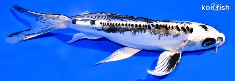 7.75" KIKOKURYU BUTTERFLY