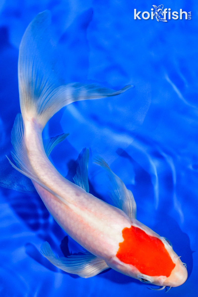 9.25" TANCHO KOHAKU BUTTERFLY