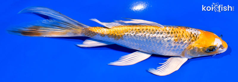 6.75" GINRIN KUJAKU BUTTERFLY